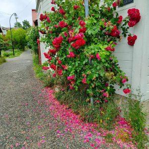 kwiaty okalające dom na wyspie Vaxholm